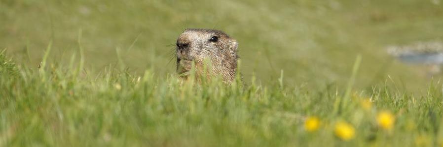 Marmotte dépassant de l'herbe
