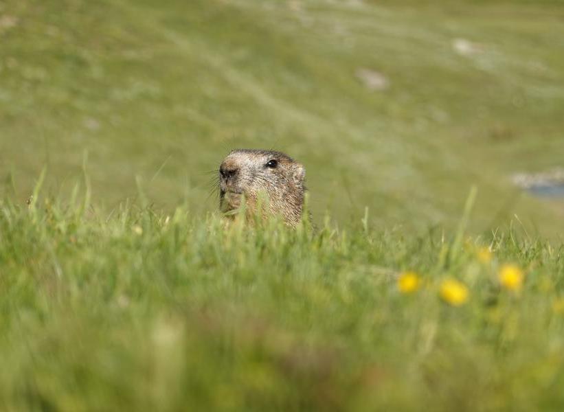 Marmotte dépassant de l'herbe